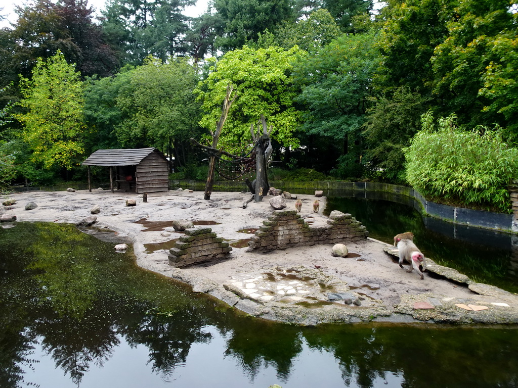 Hamadryas Baboons at the City of Antiquity at the DierenPark Amersfoort zoo