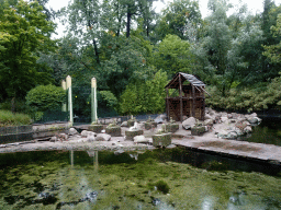 Hamadryas Baboons at the City of Antiquity at the DierenPark Amersfoort zoo