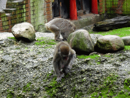 Japanese Macaques at the DierenPark Amersfoort zoo