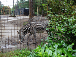 Grévy`s Zebras at the DierenPark Amersfoort zoo