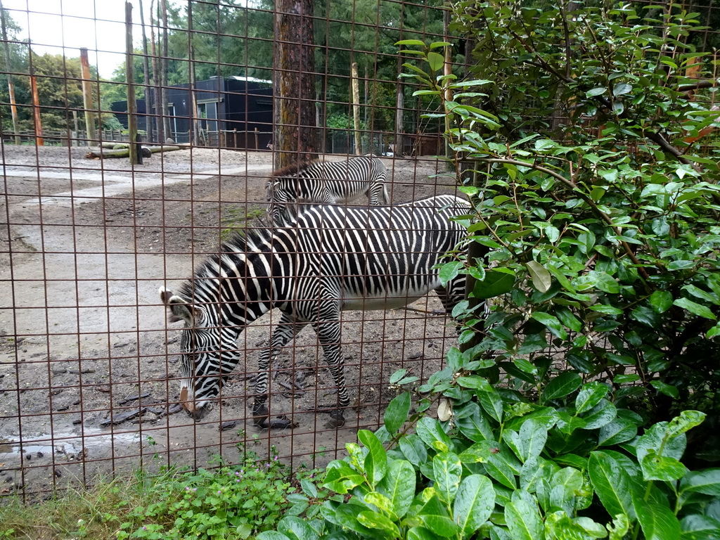 Grévy`s Zebras at the DierenPark Amersfoort zoo