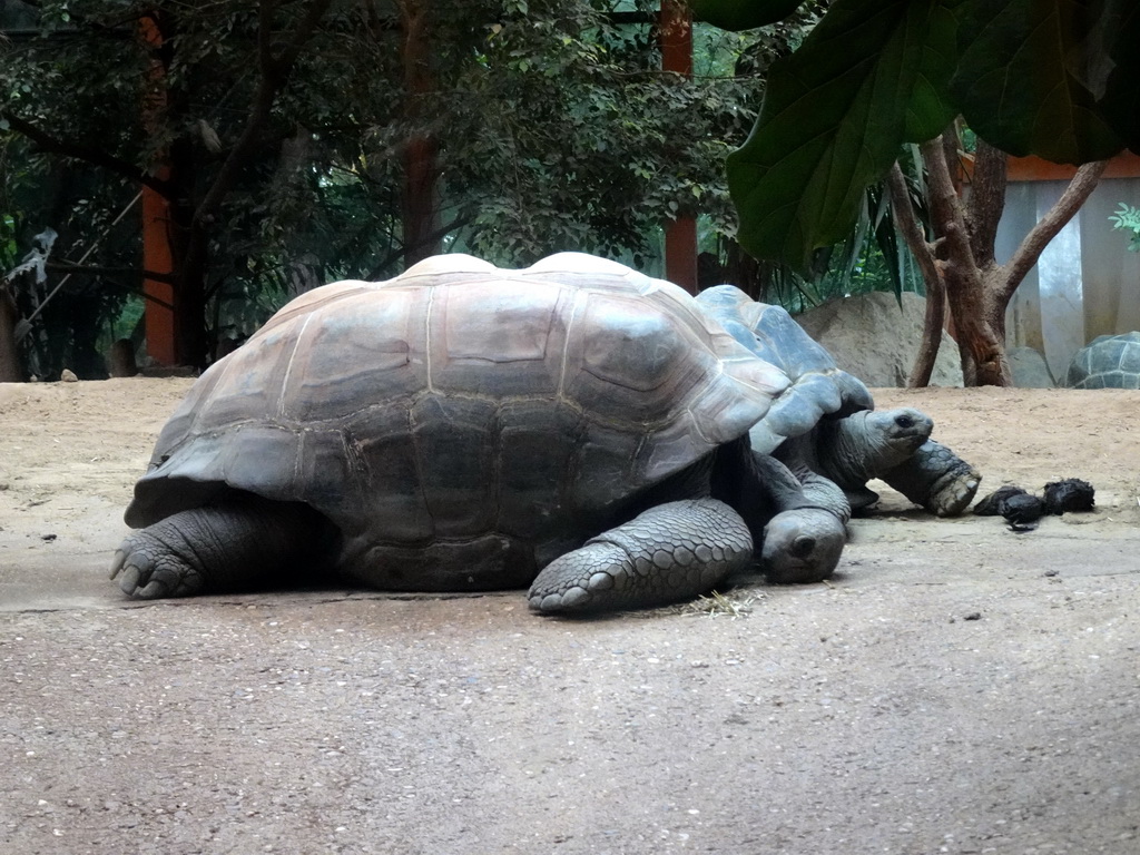 Aldabra Giant Tortoises at the Turtle Building at the DinoPark at the DierenPark Amersfoort zoo