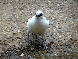 Bali Myna at the Turtle Building at the DinoPark at the DierenPark Amersfoort zoo