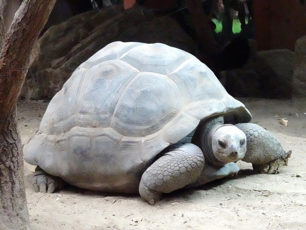 Aldabra Giant Tortoise at the Turtle Building at the DinoPark at the DierenPark Amersfoort zoo