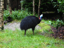 Southern Cassowary at the DinoPark at the DierenPark Amersfoort zoo