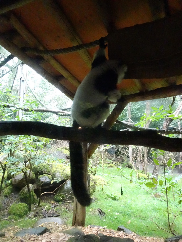 Black-and-white Ruffed Lemur at the DierenPark Amersfoort zoo