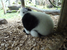 Black-and-white Ruffed Lemur at the DierenPark Amersfoort zoo