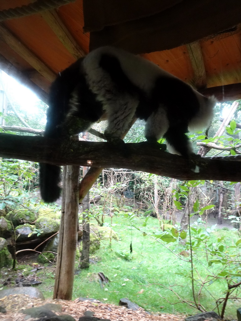 Black-and-white Ruffed Lemur at the DierenPark Amersfoort zoo