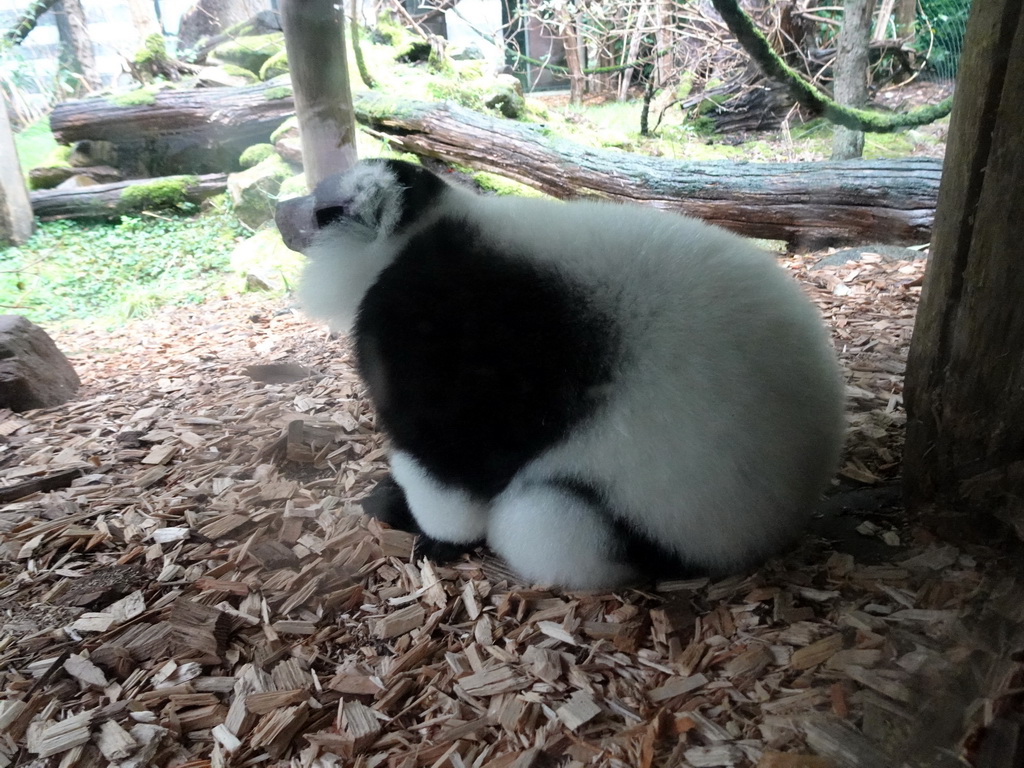 Black-and-white Ruffed Lemur at the DierenPark Amersfoort zoo