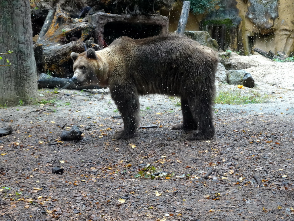 Brown Bear at the DierenPark Amersfoort zoo