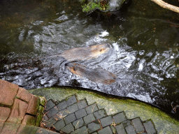 Coypus at the DierenPark Amersfoort zoo