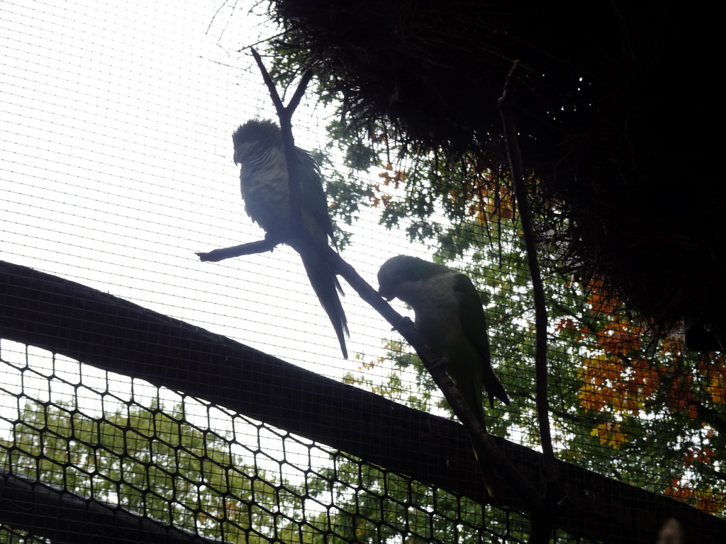 Parakeets at the Parakeet Aviary at the DierenPark Amersfoort zoo