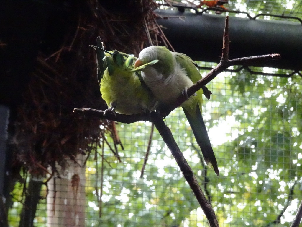 Parakeets at the Parakeet Aviary at the DierenPark Amersfoort zoo