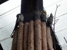 Parakeets at the Parakeet Aviary at the DierenPark Amersfoort zoo