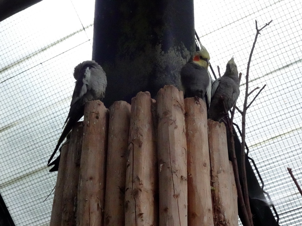 Parakeets at the Parakeet Aviary at the DierenPark Amersfoort zoo