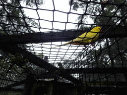 Parakeets at the rope bridge at the Parakeet Aviary at the DierenPark Amersfoort zoo