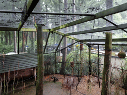 Parakeets at the Parakeet Aviary at the DierenPark Amersfoort zoo, viewed from the rope bridge