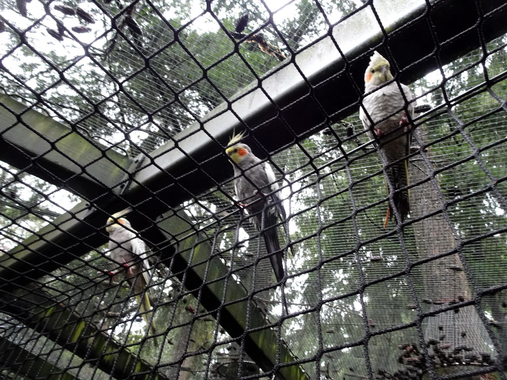 Parakeets at the rope bridge at the Parakeet Aviary at the DierenPark Amersfoort zoo