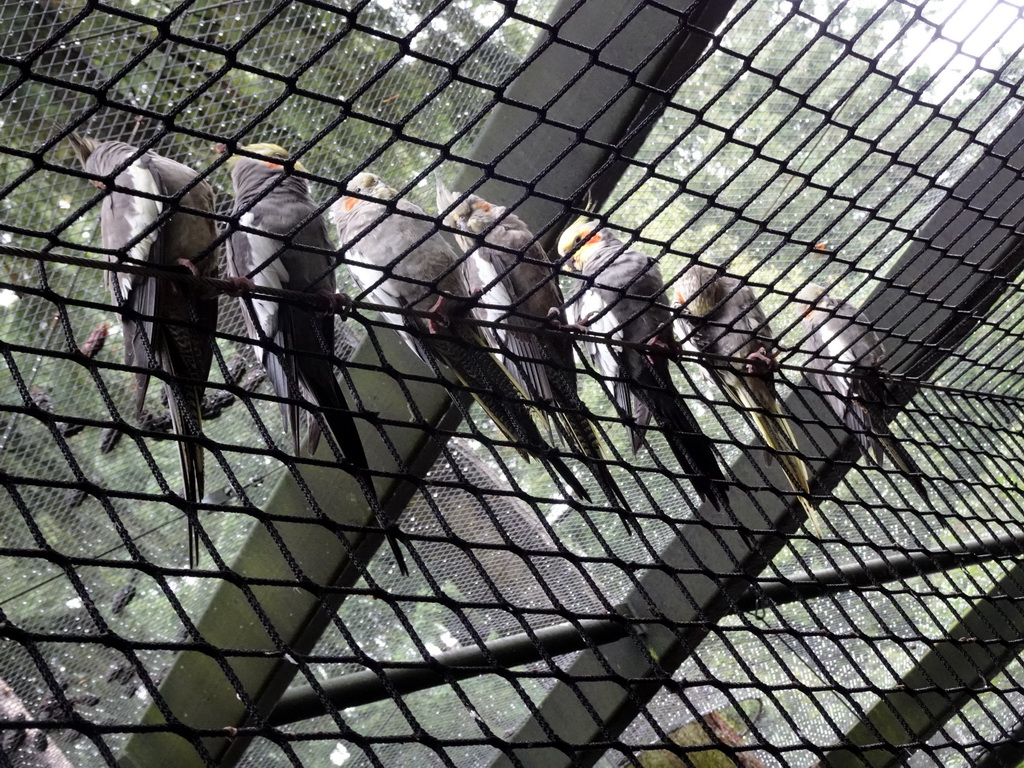 Parakeets at the rope bridge at the Parakeet Aviary at the DierenPark Amersfoort zoo