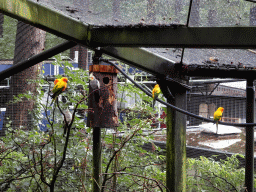 Parakeets at the Parakeet Aviary at the DierenPark Amersfoort zoo, viewed from the rope bridge