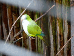 Parakeet at the Parakeet Aviary at the DierenPark Amersfoort zoo, viewed from the rope bridge