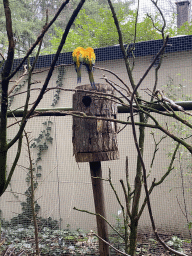 Parakeets at the Parakeet Aviary at the DierenPark Amersfoort zoo