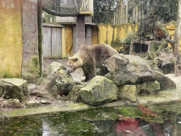 Brown Bear at the DierenPark Amersfoort zoo
