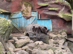 Asian Small-clawed Otter at the DierenPark Amersfoort zoo