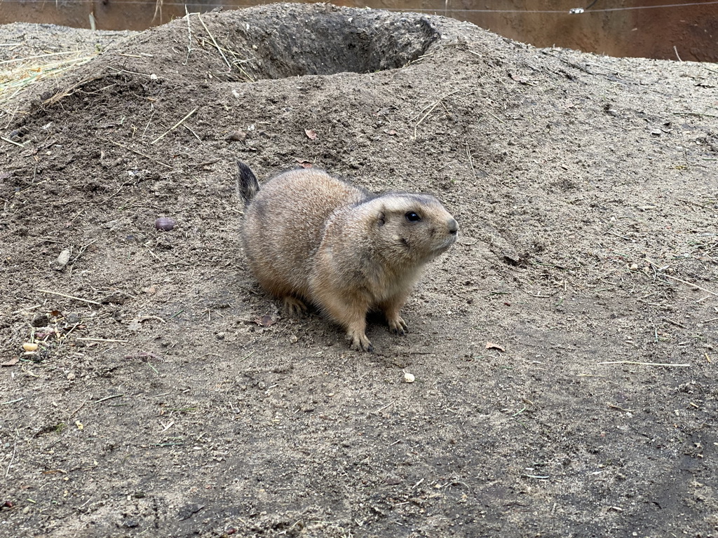 Prairie Dog at the DierenPark Amersfoort zoo