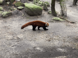 Red Panda at the DierenPark Amersfoort zoo