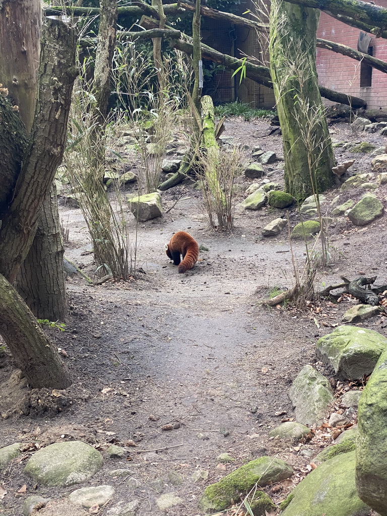 Red Panda at the DierenPark Amersfoort zoo