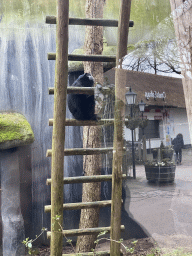 Siamang at the DierenPark Amersfoort zoo