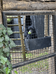 Siamang at the DierenPark Amersfoort zoo