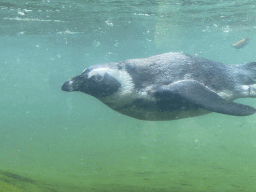 African Penguin under water at the DierenPark Amersfoort zoo