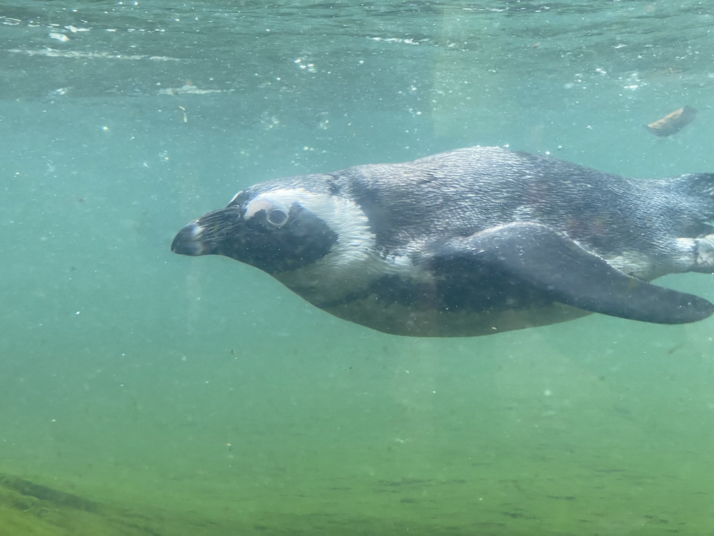 African Penguin under water at the DierenPark Amersfoort zoo