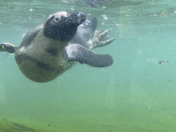 African Penguin under water at the DierenPark Amersfoort zoo