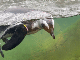 African Penguin under water at the DierenPark Amersfoort zoo