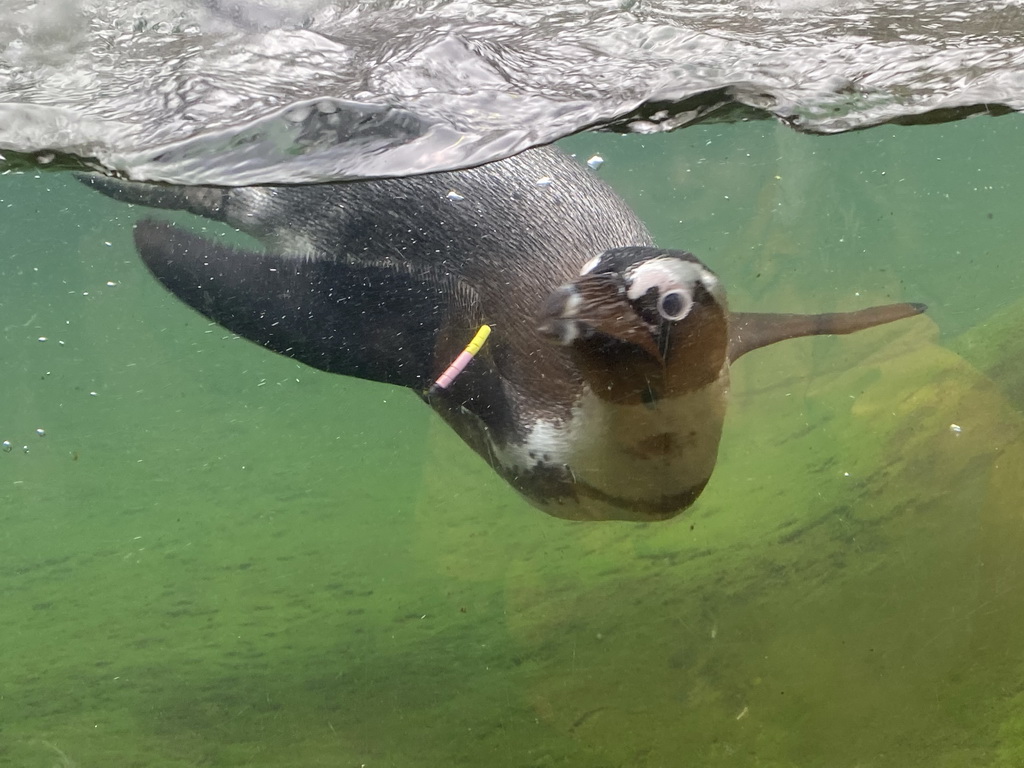 African Penguin under water at the DierenPark Amersfoort zoo
