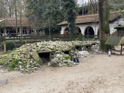 African Penguins at the DierenPark Amersfoort zoo