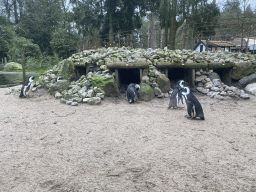 African Penguins at the DierenPark Amersfoort zoo, viewed from their enclosure
