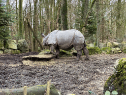 Indian Rhinoceros at the DierenPark Amersfoort zoo