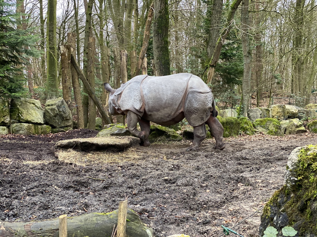 Indian Rhinoceros at the DierenPark Amersfoort zoo