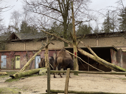 Camels at the City of Antiquity at the DierenPark Amersfoort zoo