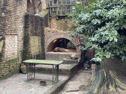 Indian Crested Porcupine at the City of Antiquity at the DierenPark Amersfoort zoo