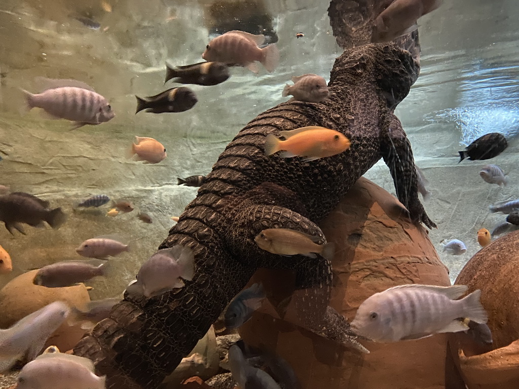 Dwarf Crocodile and fishes at the City of Antiquity at the DierenPark Amersfoort zoo