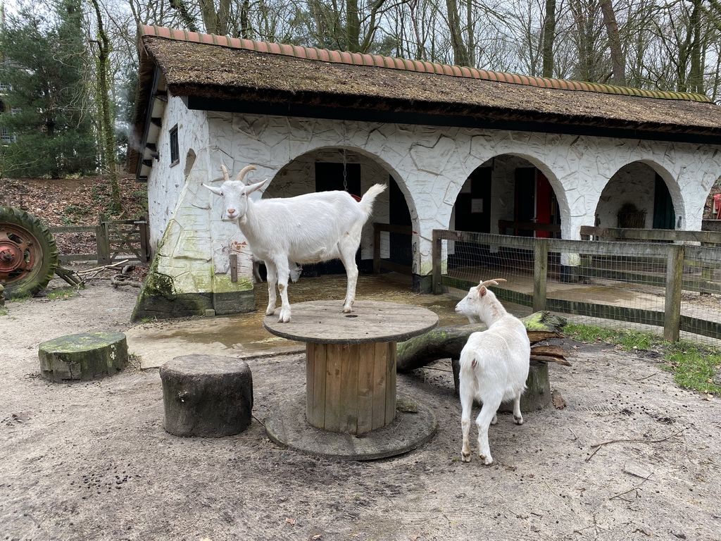 Goats at the petting zoo at the DierenPark Amersfoort zoo