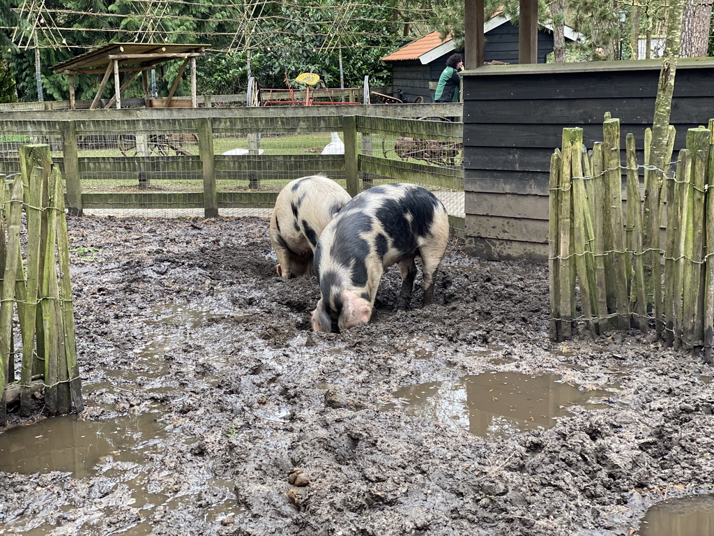 Pigs at the petting zoo at the DierenPark Amersfoort zoo