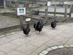Chickens at the petting zoo at the DierenPark Amersfoort zoo