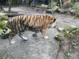 Siberian Tigers at the City of Antiquity at the DierenPark Amersfoort zoo