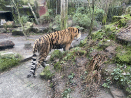 Siberian Tigers at the City of Antiquity at the DierenPark Amersfoort zoo